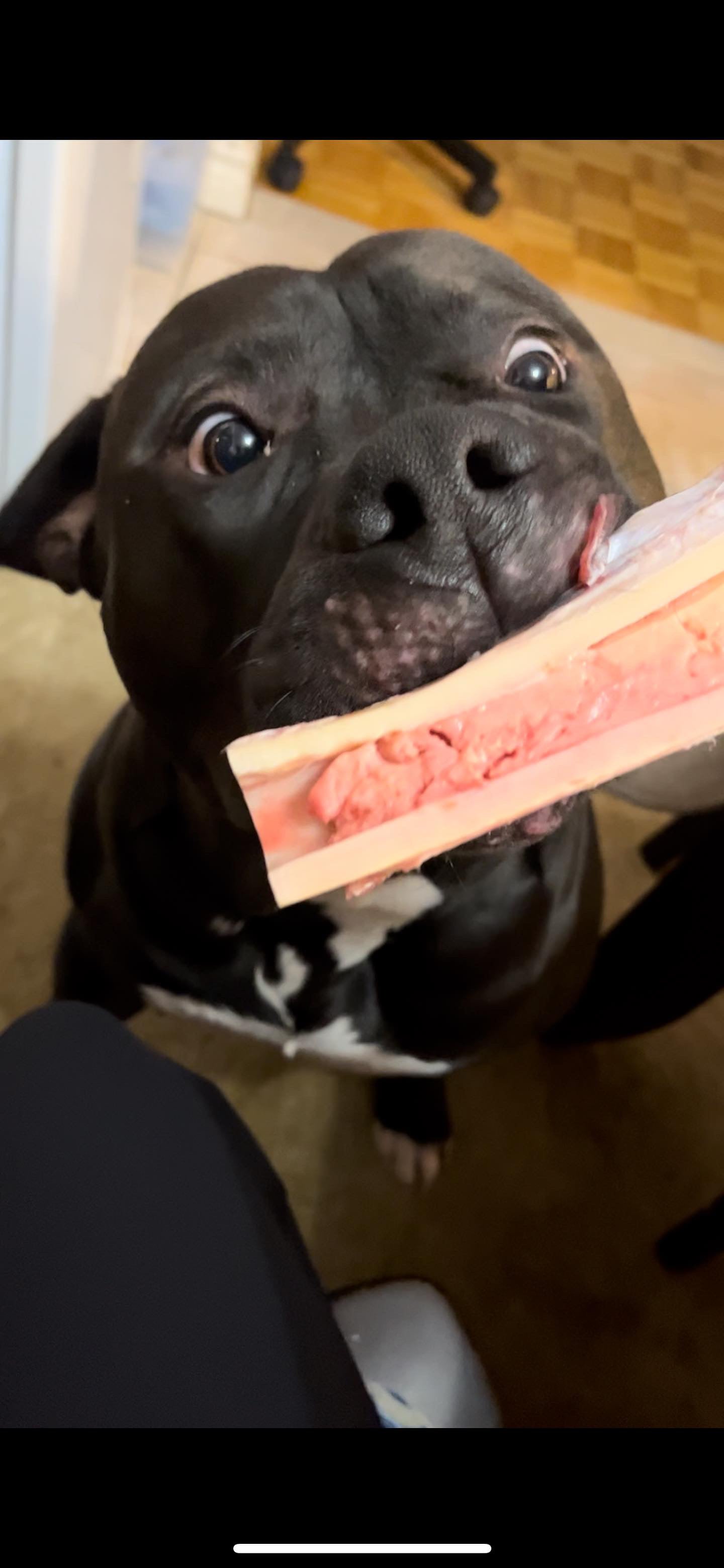 All  Natural Beef Femur 1pc