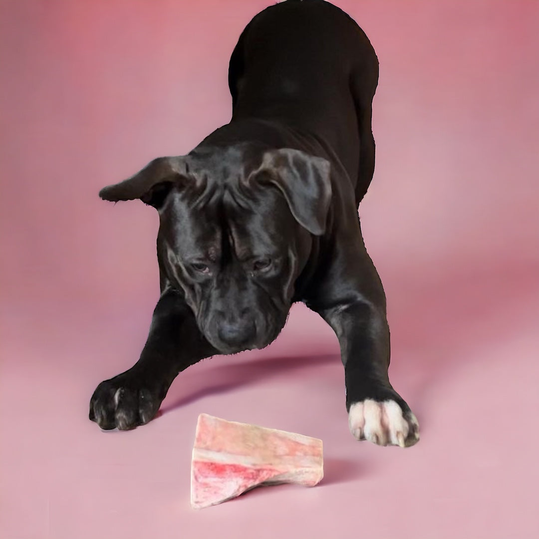 All  Natural Beef Femur 1pc