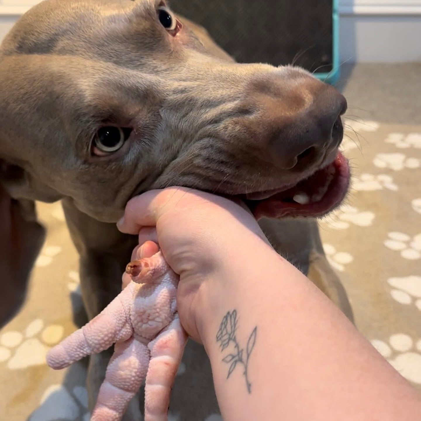 Farm-Fresh Ontario Turkey Foot (Large, Raw & Whole)