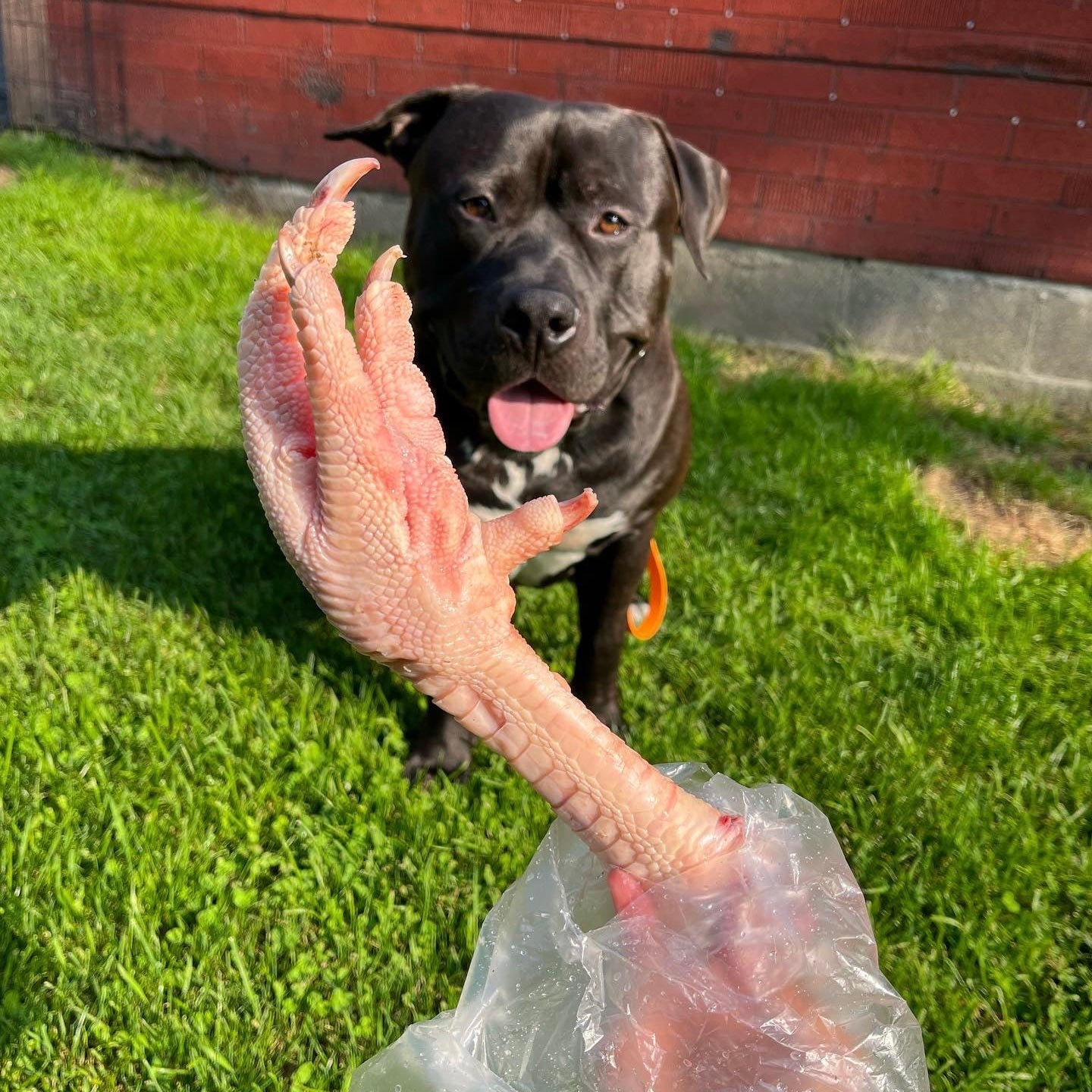 Farm-Fresh Ontario Turkey Foot (Large, Raw & Whole)
