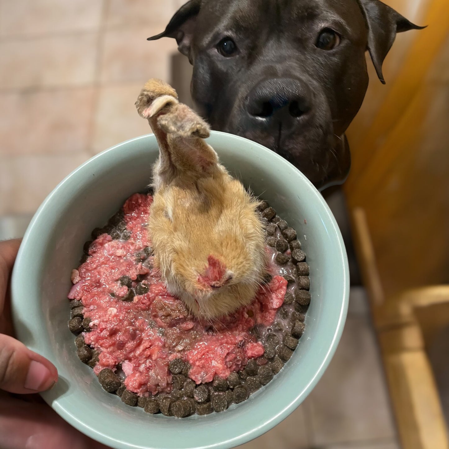 Ontario Furry Raw Whole Rabbit Head