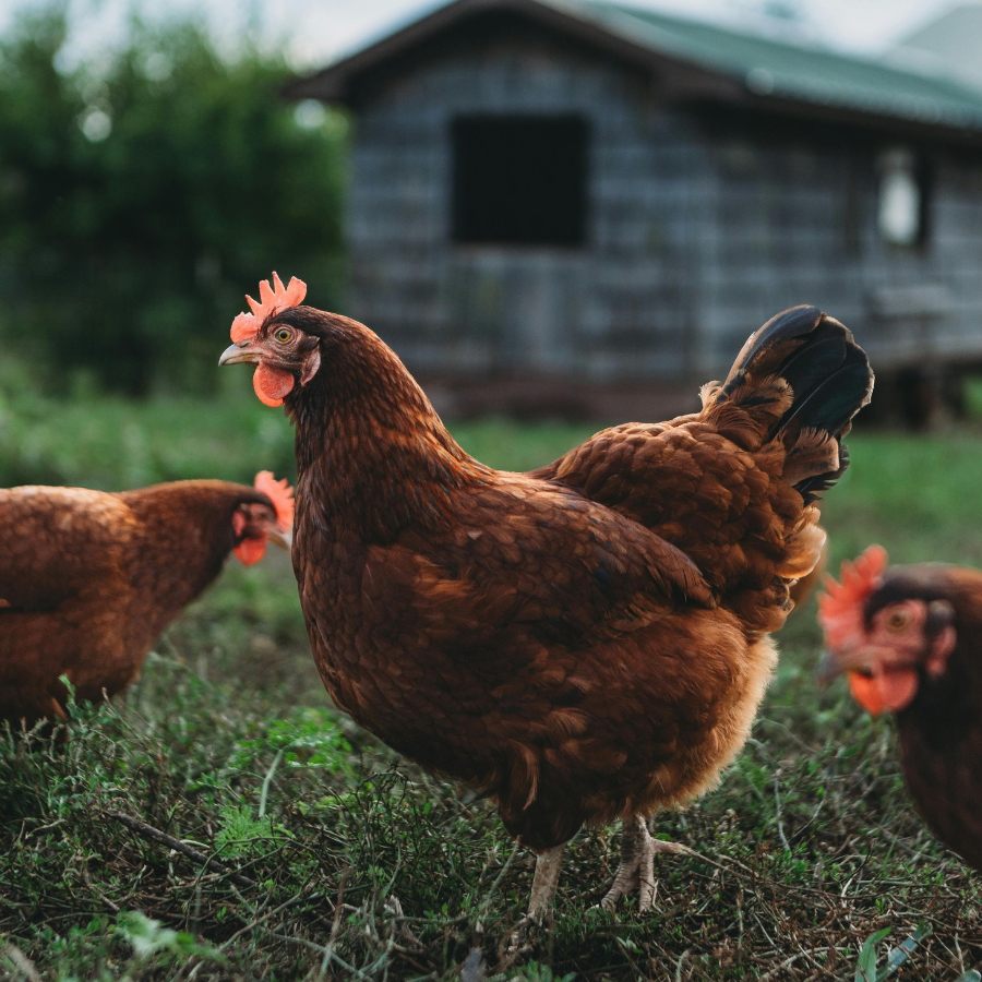 Grade A Chicken Blend 80/10/10 - 2lbs