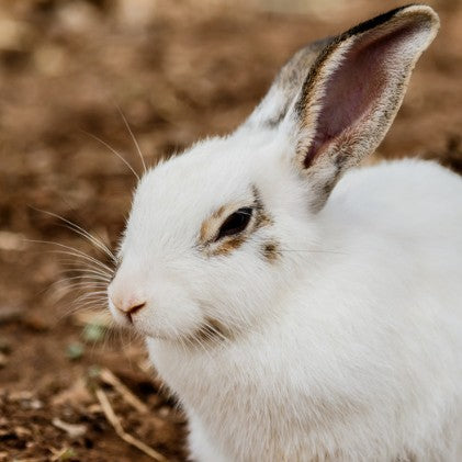 Whole-Prey Ontario Rabbit Blend (Fur-On)