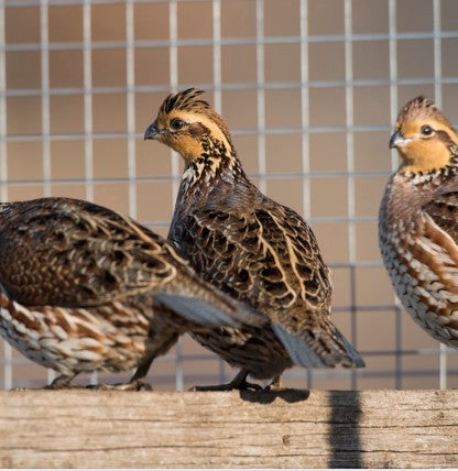 Ontario Whole Quail Ground 2lb