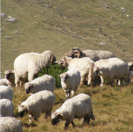 Ontario Pastured Raise Lamb Blend 2lbs