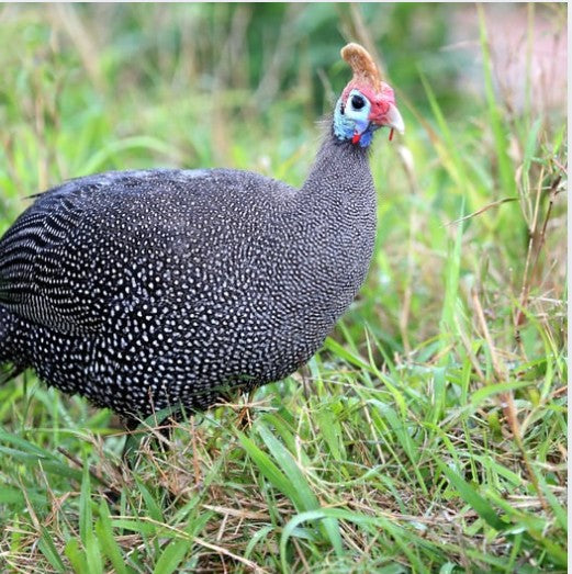 Whole Ontario Guinea Fowl — Farmer-Ground, Nose-to-Tail