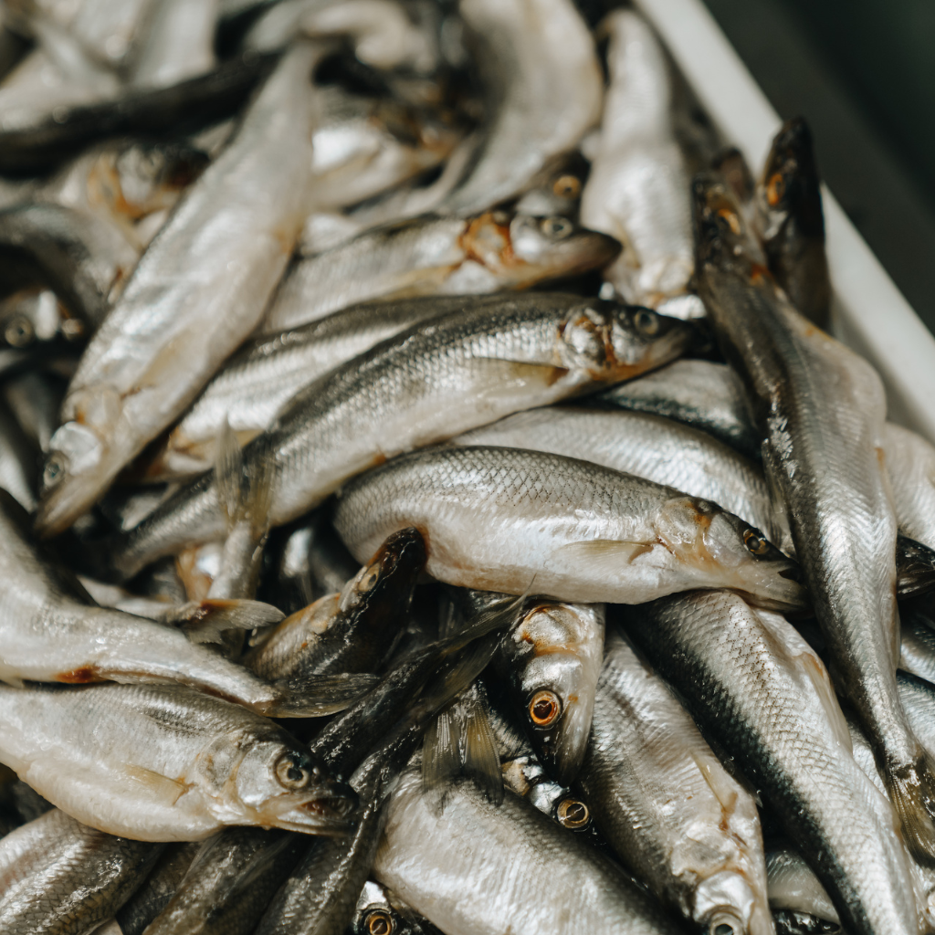Frozen Whole Smelts 1lb