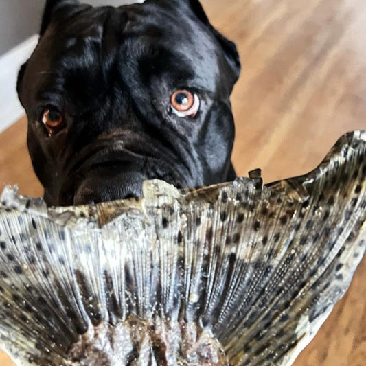 Dehydrated Salmon Tails