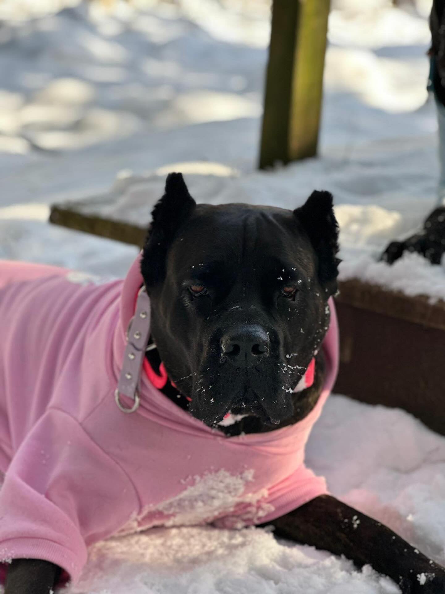 Pretty In Pink Hoodie