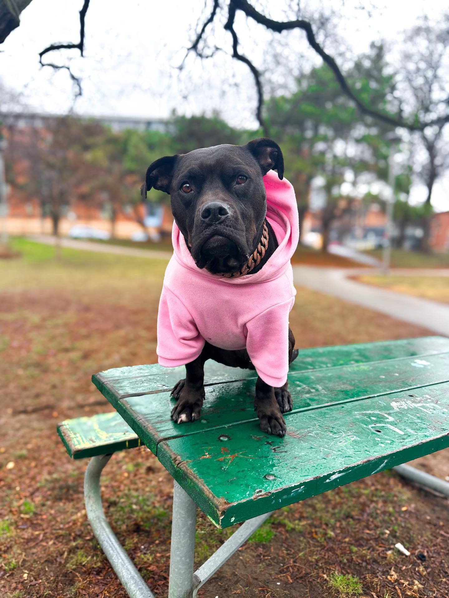 Pretty In Pink Hoodie