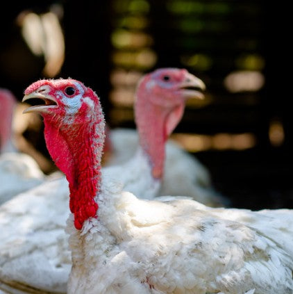 Ontario Free-Roaming Turkey 80/10/10