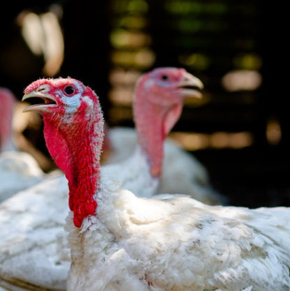 Ontario Free-Roaming Turkey 80/10/10