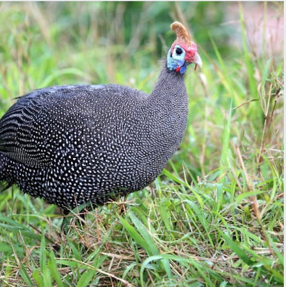 Whole Ontario Guinea Fowl — Farmer-Ground, Nose-to-Tail