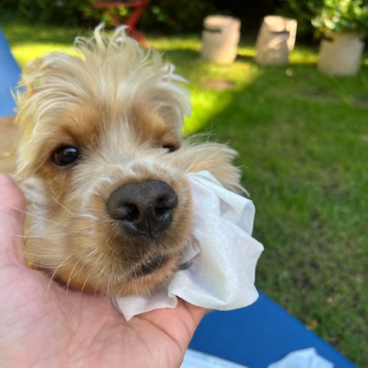 Pure Wet Wipes